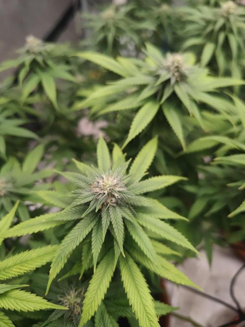 14/14 Oreoz FEM "GB SEEDS". Week 18