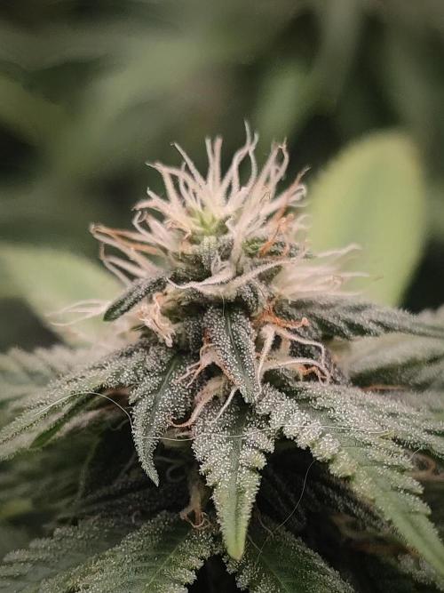 14/14 Oreoz FEM "GB SEEDS". Week 18