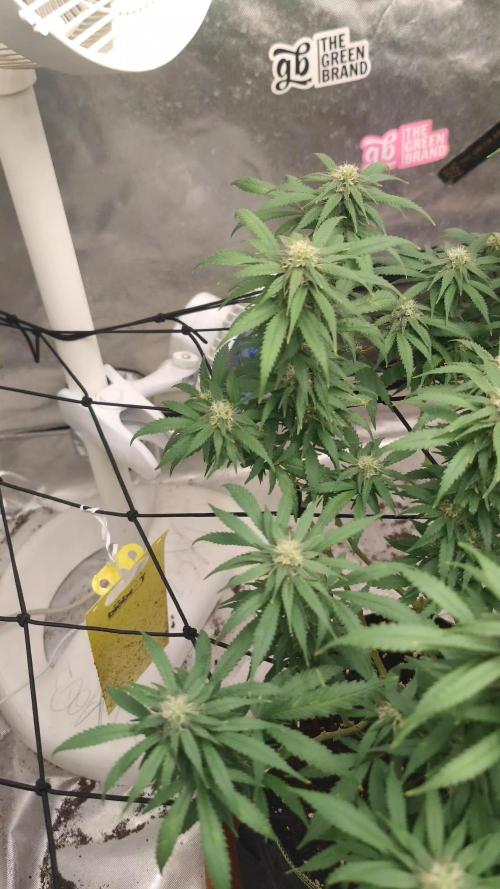 14/14 Kritical GB FEM "GB STRAINS"