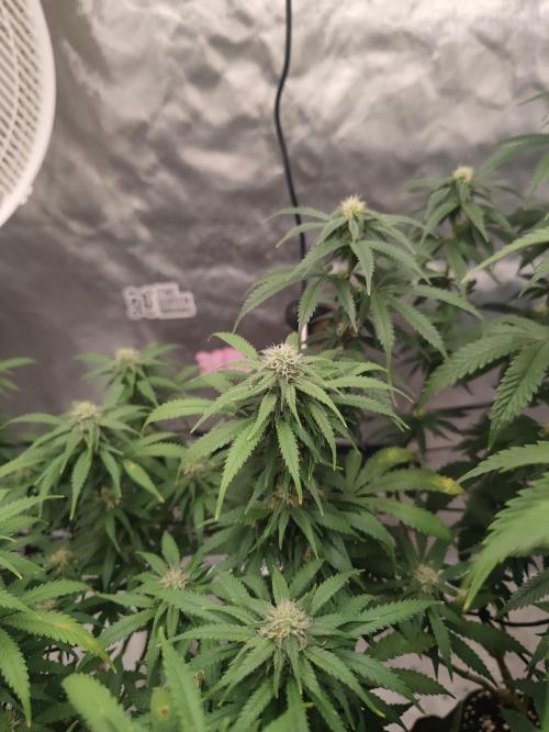 14/14 Kritical GB FEM "GB STRAINS". Week 18