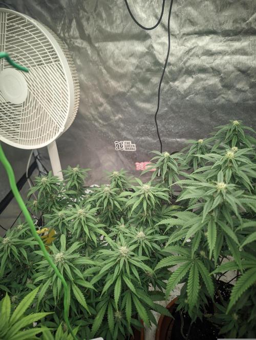 14/14 Kritical GB FEM "GB STRAINS". Week 18