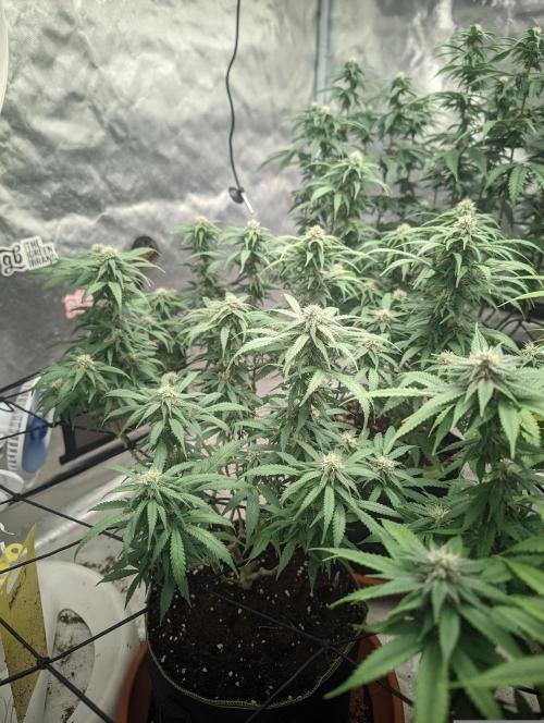 14/14 Kritical GB FEM "GB STRAINS". Week 18