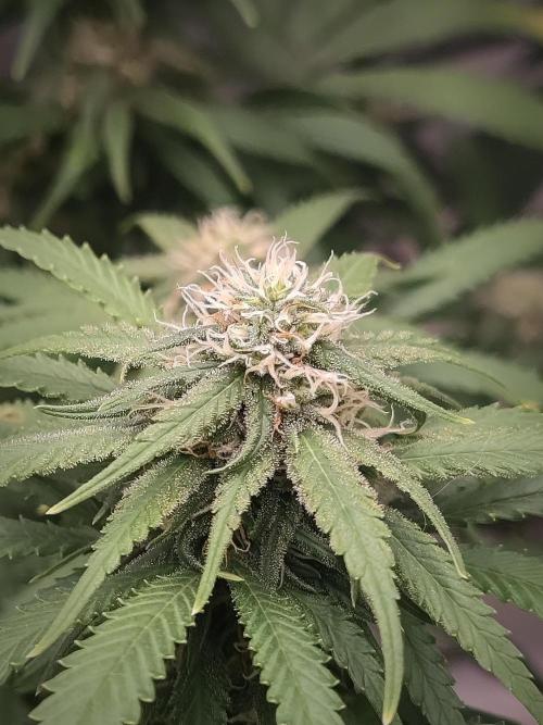 14/14 Kritical GB FEM "GB STRAINS". Week 18