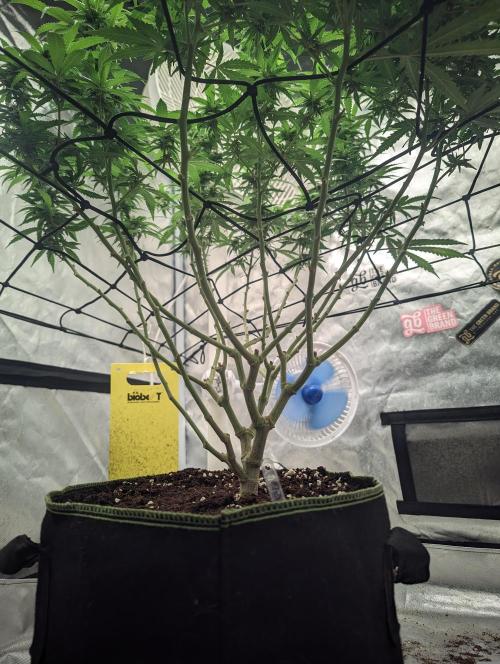 14/14 Kritical GB FEM "GB STRAINS". Week 18