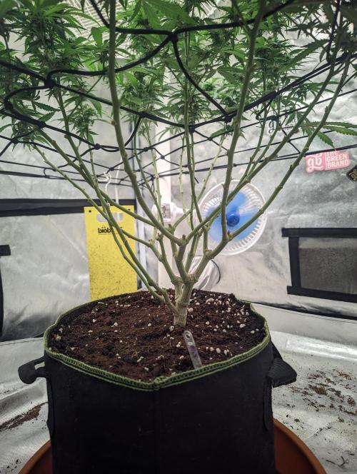 14/14 Kritical GB FEM "GB STRAINS". Week 18
