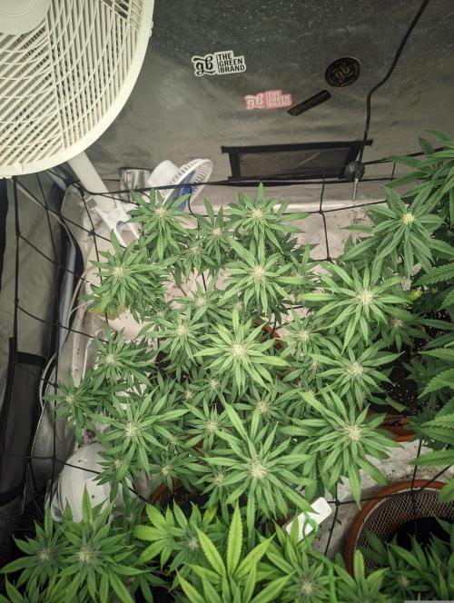 14/14 Kritical GB FEM "GB STRAINS". Week 18