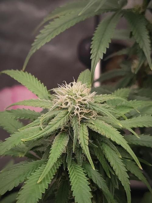 14/14 Kritical GB FEM "GB STRAINS". Week 18
