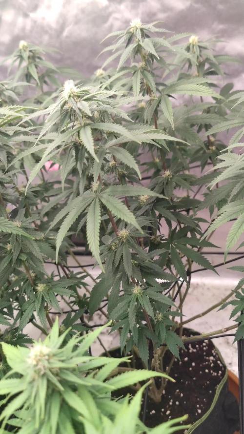 14/14 CRITICAL FEM "GB STRAINS"