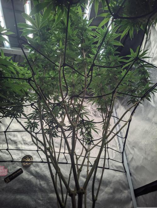 14/14 CRITICAL FEM "GB STRAINS". Week 18