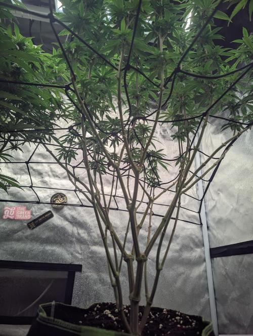 14/14 CRITICAL FEM "GB STRAINS". Week 18