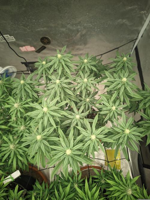 14/14 CRITICAL FEM "GB STRAINS". Week 18