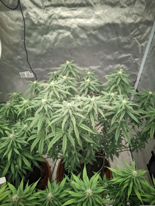 14/14 CRITICAL FEM "GB STRAINS". Week 18
