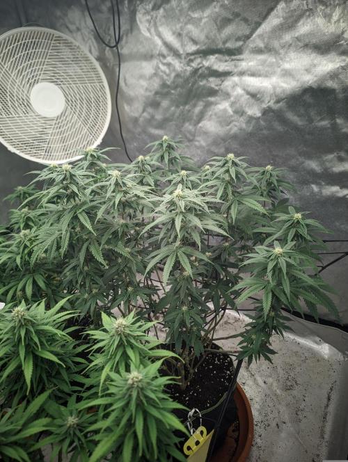 14/14 CRITICAL FEM "GB STRAINS". Week 18