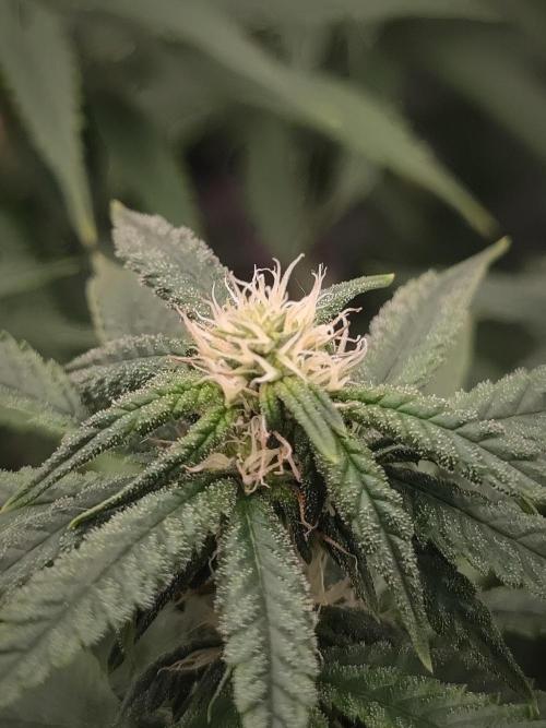 14/14 CRITICAL FEM "GB STRAINS". Week 18