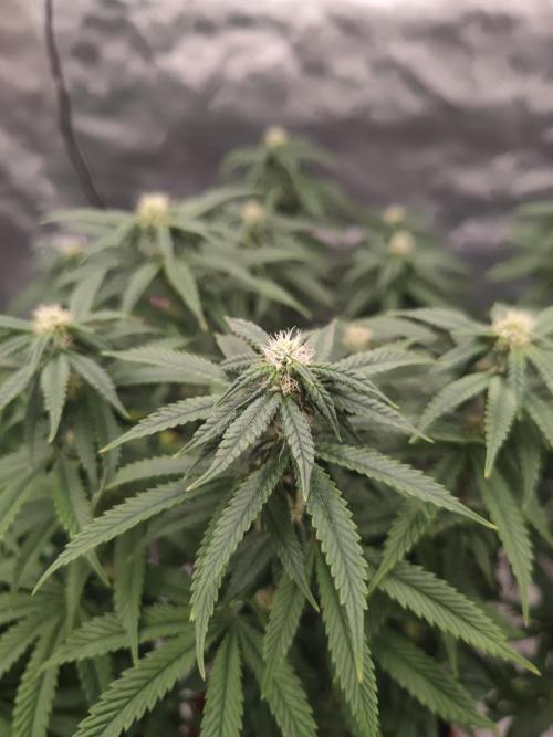 14/14 CRITICAL FEM "GB STRAINS". Week 18
