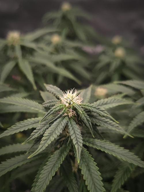 14/14 CRITICAL FEM "GB STRAINS". Week 18