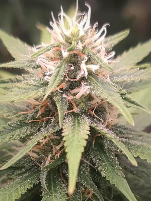 14/14 Pakistan Valley E. V. FEM "WoS". Week 18