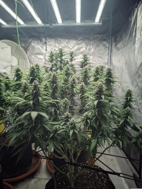 14/14 Pakistan Valley E. V. FEM "WoS". Week 19