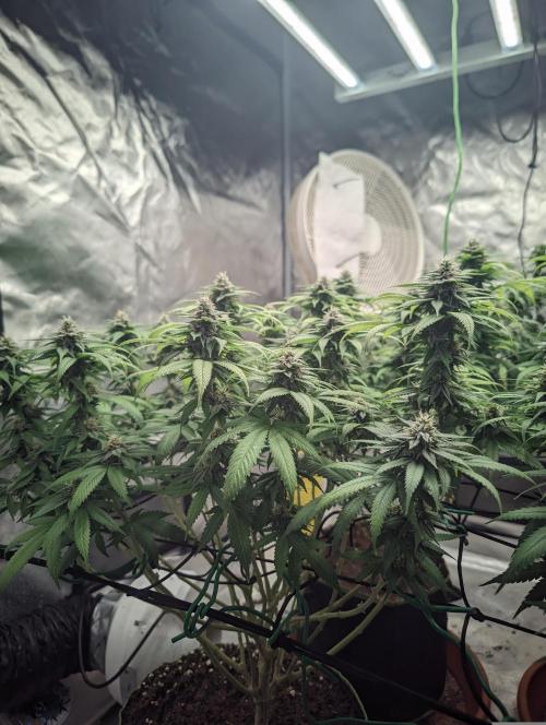 14/14 Oreoz FEM "GB SEEDS". Week 19