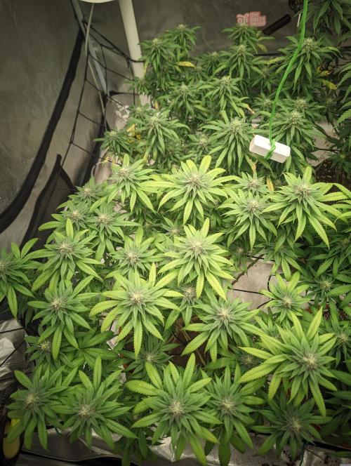 14/14 Oreoz FEM "GB SEEDS". Week 19