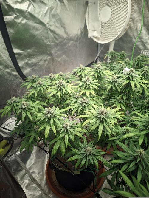 14/14 Oreoz FEM "GB SEEDS". Week 19
