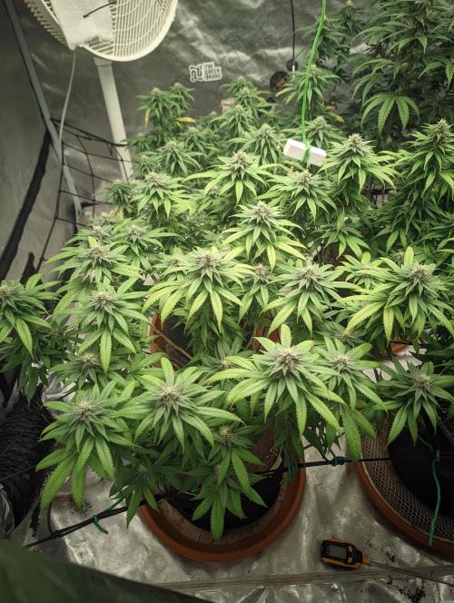 14/14 Oreoz FEM "GB SEEDS". Week 19