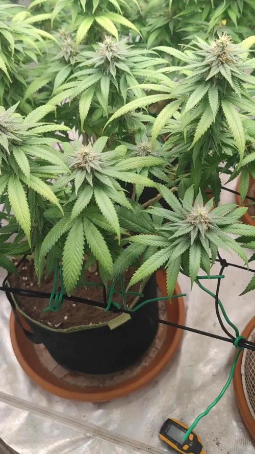 14/14 Oreoz FEM "GB SEEDS"