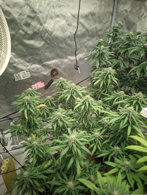 14/14 Kritical GB FEM "GB STRAINS". Week 19