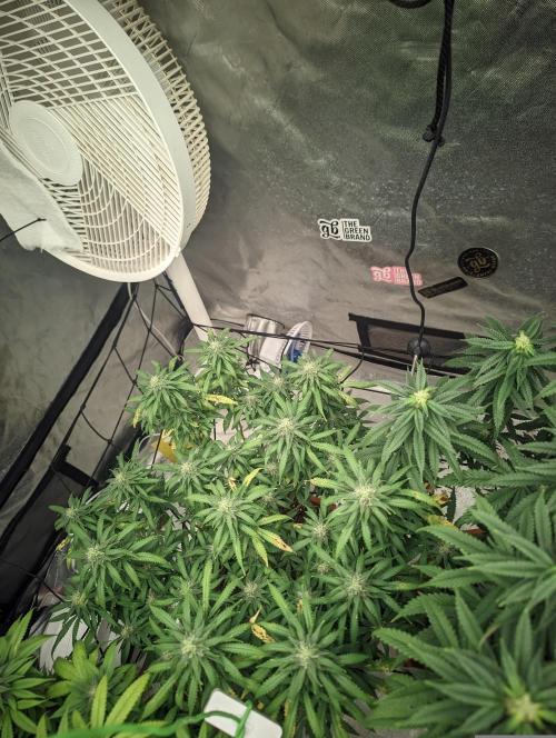 14/14 Kritical GB FEM "GB STRAINS". Week 19