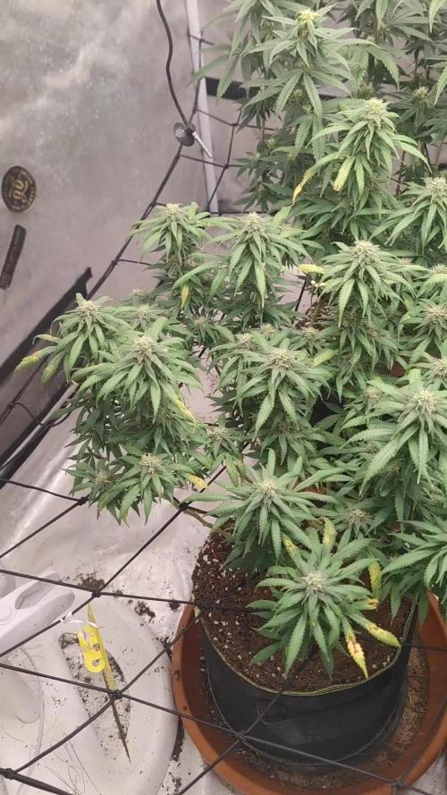 14/14 Kritical GB FEM "GB STRAINS"