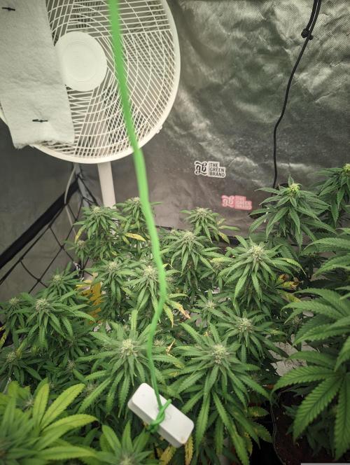 14/14 Kritical GB FEM "GB STRAINS". Week 19