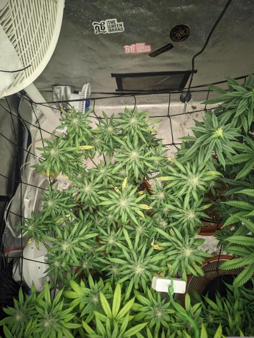 14/14 Kritical GB FEM "GB STRAINS". Week 19
