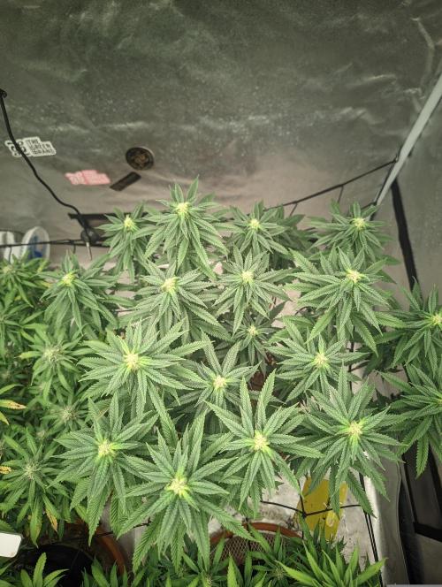 14/14 CRITICAL FEM "GB STRAINS". Week 19
