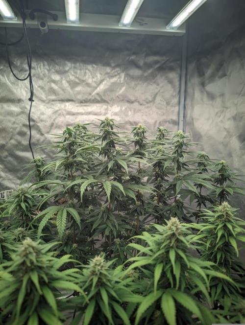 14/14 CRITICAL FEM "GB STRAINS". Week 19
