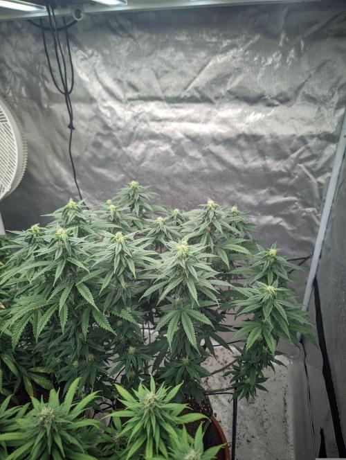 14/14 CRITICAL FEM "GB STRAINS". Week 19