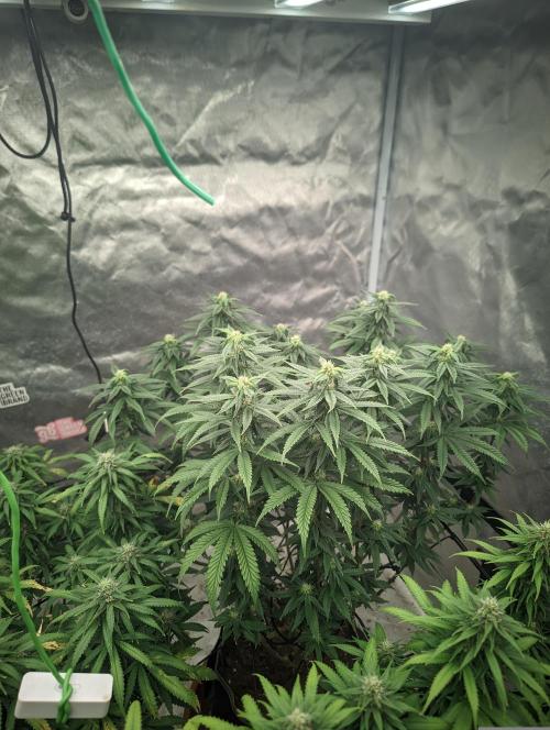 14/14 CRITICAL FEM "GB STRAINS". Week 19
