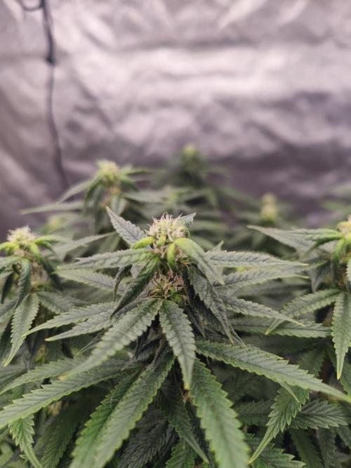 14/14 CRITICAL FEM "GB STRAINS". Week 19