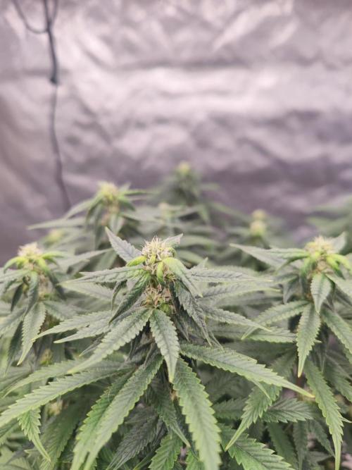 14/14 CRITICAL FEM "GB STRAINS". Week 19