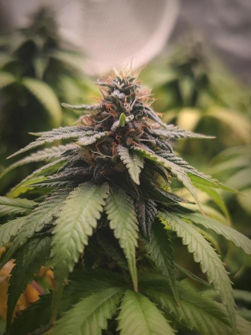 14/14 Oreoz FEM "GB SEEDS". Week 20