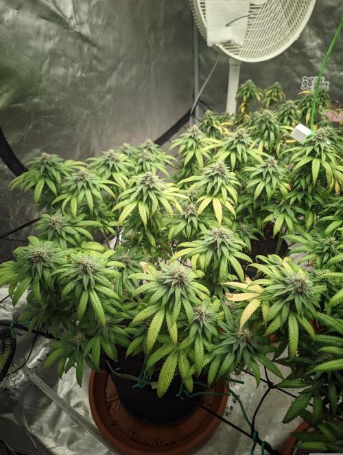 14/14 Oreoz FEM "GB SEEDS". Week 20