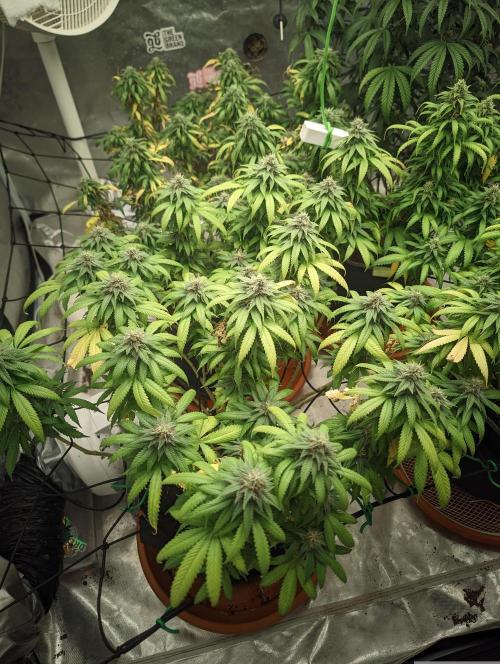 14/14 Oreoz FEM "GB SEEDS". Week 20