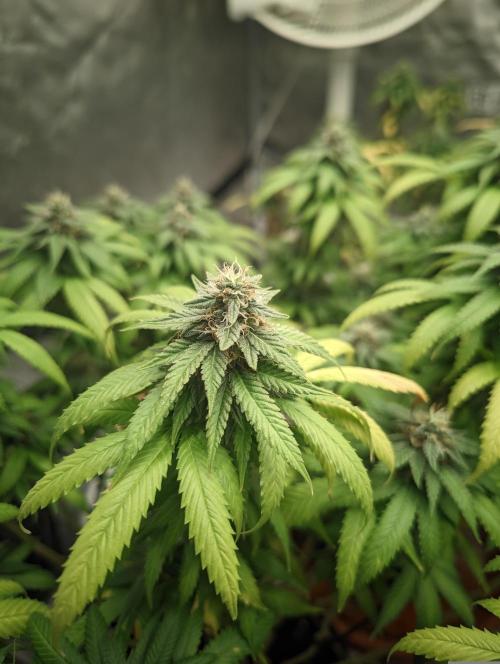 14/14 Oreoz FEM "GB SEEDS". Week 20