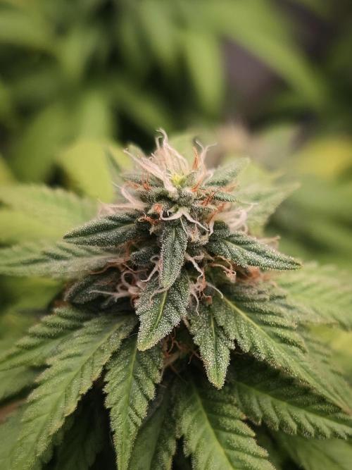 14/14 Oreoz FEM "GB SEEDS". Week 20
