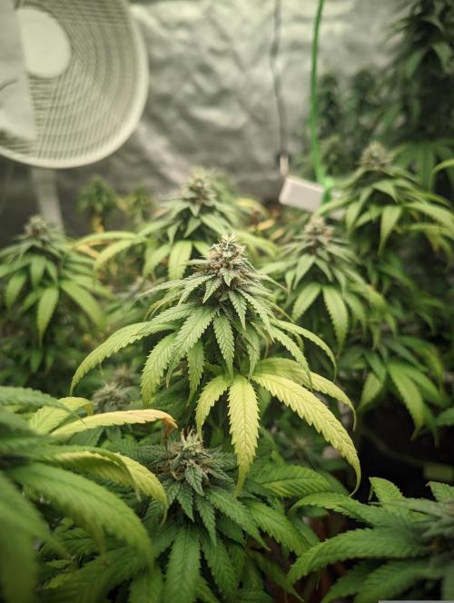 14/14 Oreoz FEM "GB SEEDS". Week 20
