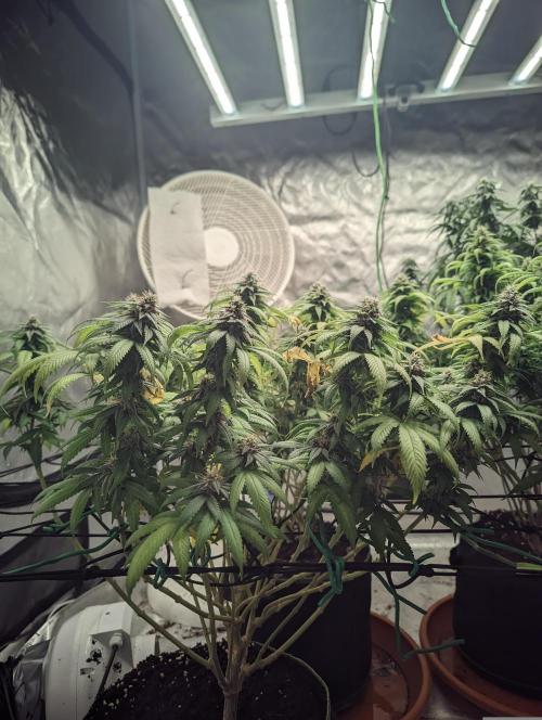 14/14 Oreoz FEM "GB SEEDS". Week 20