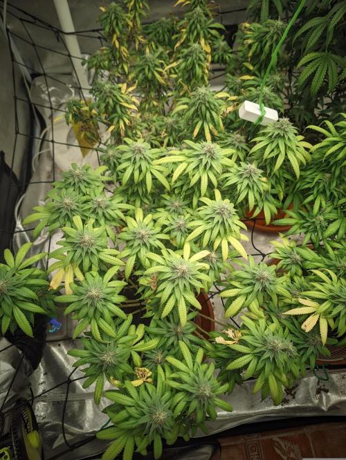 14/14 Oreoz FEM "GB SEEDS". Week 20