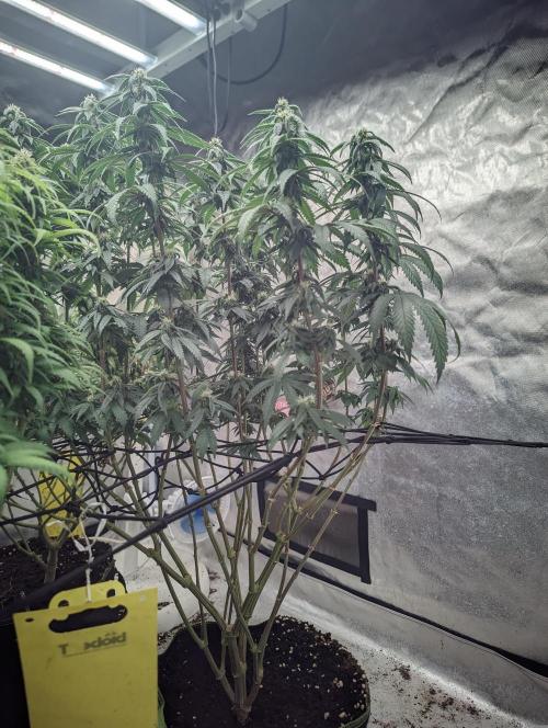 14/14 CRITICAL FEM "GB STRAINS". Week 20