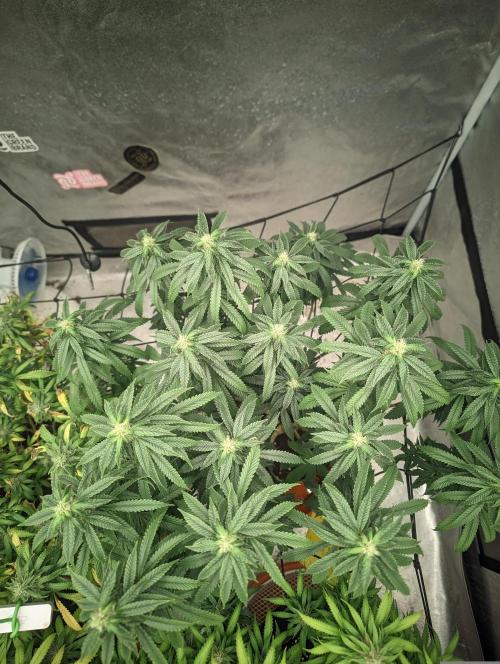 14/14 CRITICAL FEM "GB STRAINS". Week 20