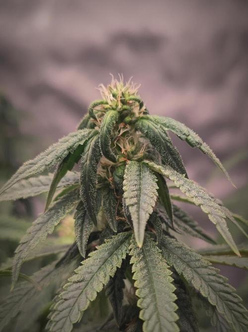 14/14 CRITICAL FEM "GB STRAINS". Week 20