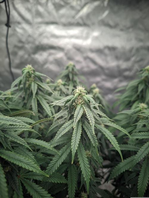 14/14 CRITICAL FEM "GB STRAINS". Week 20